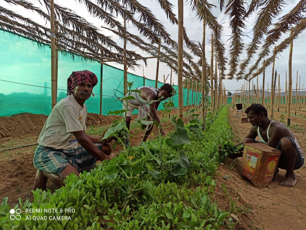 For Organic Farming in the villages of India